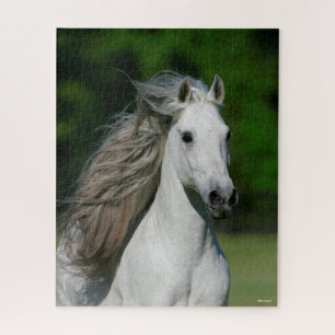 Puzzle Bob Langrish Grey Andalucian Stallion headshot