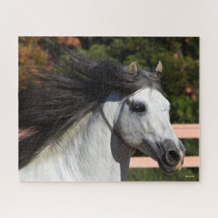 Puzzle Bob Langrish Grey Andalucian Stallion Headshot 3
