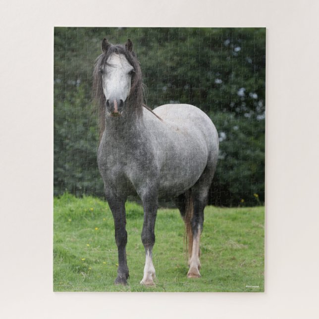 Puzzle Bob Langrish | Grey Welsh Pony Standing (Vertical)