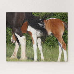 Puzzle Bob Langrish   Irish Sport Horse Foin Cachage