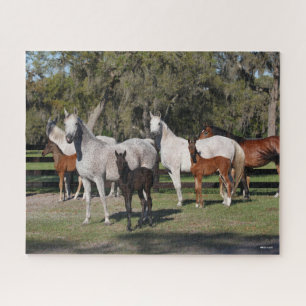 Puzzle Bob Langrish Mares et poulains arabes debout