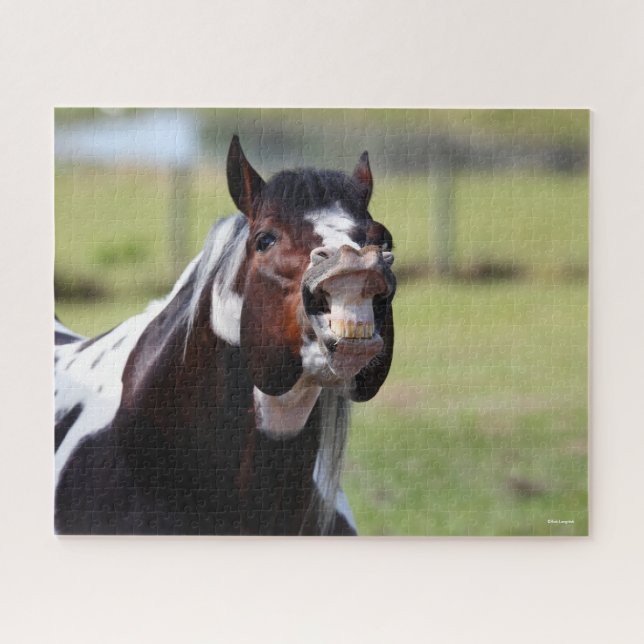 Puzzle Bob Langrish | Paint Horse Stallion Flehmen (Horizontal)