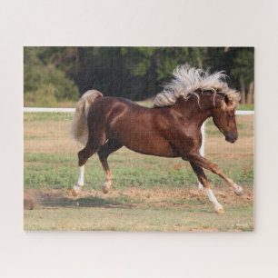 Puzzle Bob Langrish   Palomino Morgan Horse Bucking