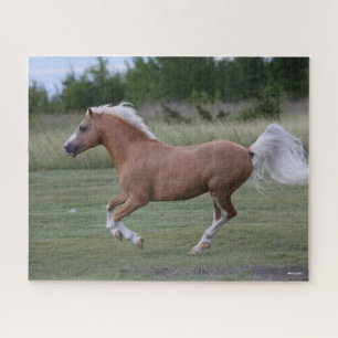 Puzzle Bob Langrish   Palomino Welsh Pony Running