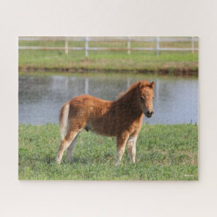 Puzzle Bob Langrish   Poisson de poney miniature debout