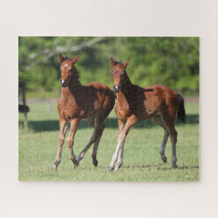 Puzzle Bob Langrish Quart de chevaux Foals Together