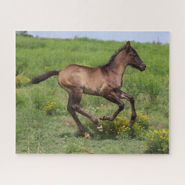 Puzzle Bob Langrish | Quart Horse Foal Running (Horizontal)