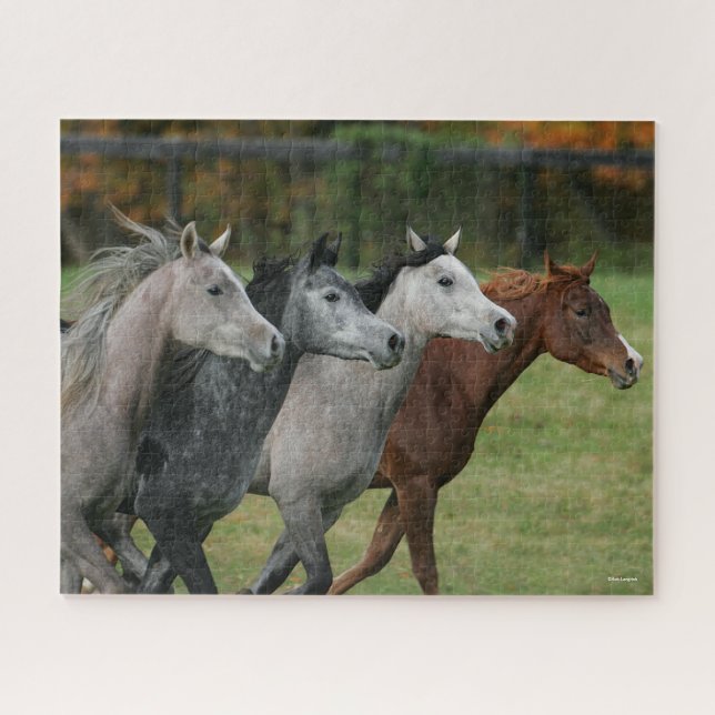 Puzzle Bob Langrish | Quatre Chevaux Arabes Coureur Captu (Horizontal)