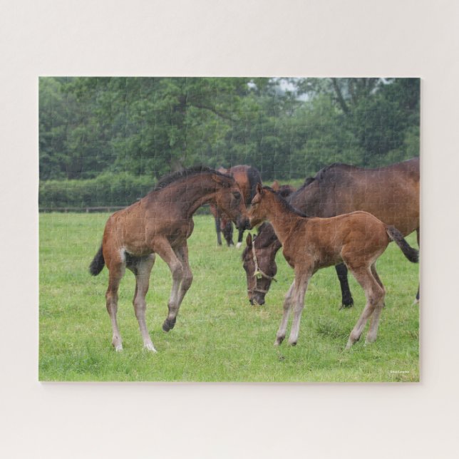 Puzzle Bob Langrish | Sport Horse Foals Jouer (Horizontal)