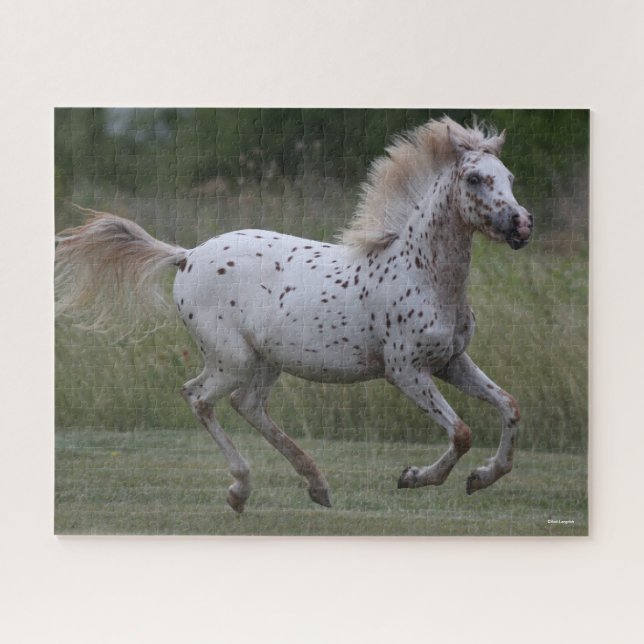 Puzzle Bob Langrish | Spotty Pony Of America Running (Horizontal)