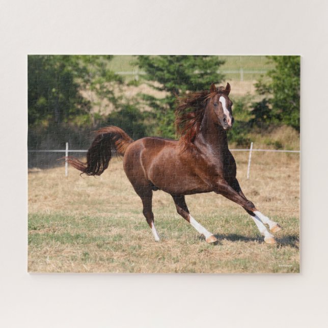 Puzzle Bob Langrish | Stallion arabe châtaignier courant  (Horizontal)