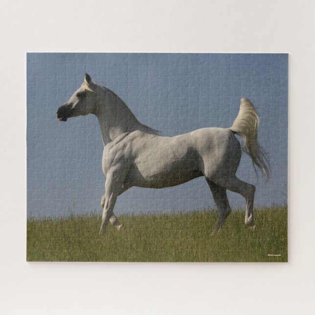 Puzzle Bob Langrish | Stallion arabe gris en campagne (Horizontal)