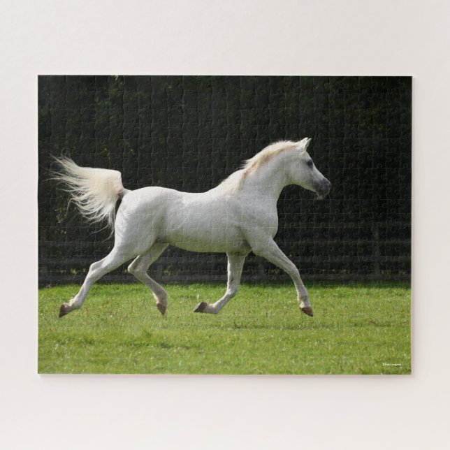 Puzzle Bob Langrish | Stallion arabe gris en marche (Horizontal)