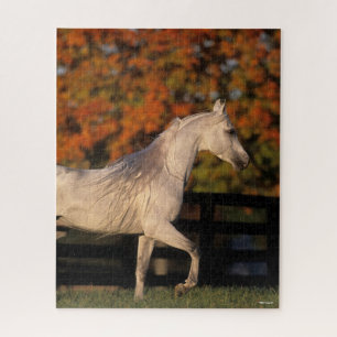 Puzzle Bob Langrish   Stallion arabe gris marche automne