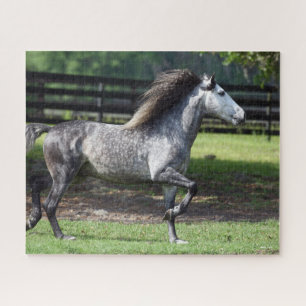 Puzzle Bob Langrish   Stallion lusitano gris pomme