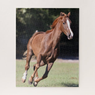 Puzzle Bob Langrish   Tennessee Walker Testnut Running