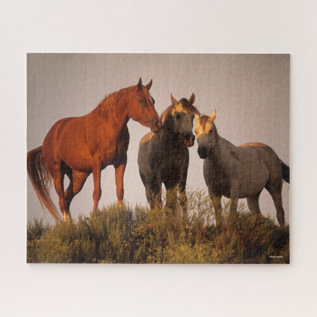 Puzzle Bob Langrish Trois Chevaux Arabes Debout Au Couche (Horizontal)