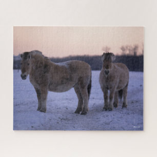 Puzzle Bob Langrish   Two Fjord Horses Standing In Snow
