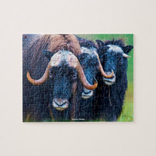 Puzzle Boeuf musqué Alaska