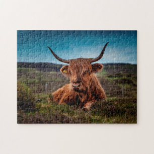 Puzzle Bœufs écossais.