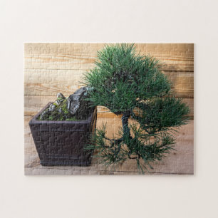 Puzzle Bonsai de pin noir japonais
