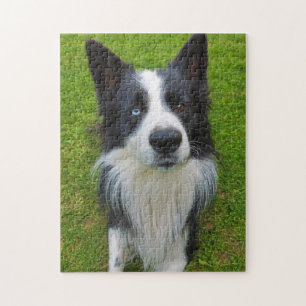 Puzzle Bordure Collie