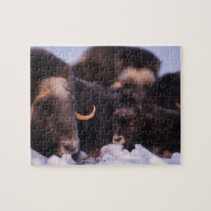 Puzzle bosse, Ovibos moschatus, vache avec nouveau-né,