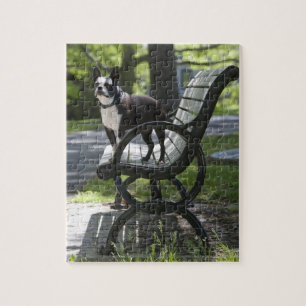 Puzzle Boston Terrier