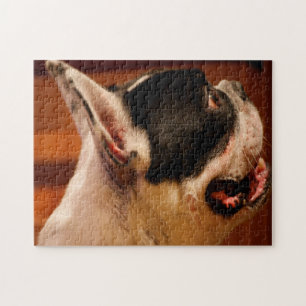Puzzle Boston Terrier