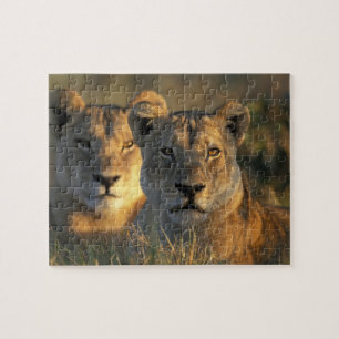 Puzzle Botswana, parc national de Chobe, Lionnes