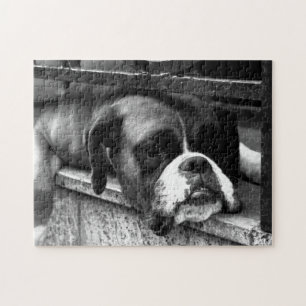 Puzzle Boxer Dog On Windowsill 11x14 252pc jpcn