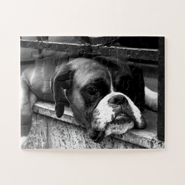 Puzzle Boxer Dog On Windowsill 11x14 30pc jpcna (Horizontal)