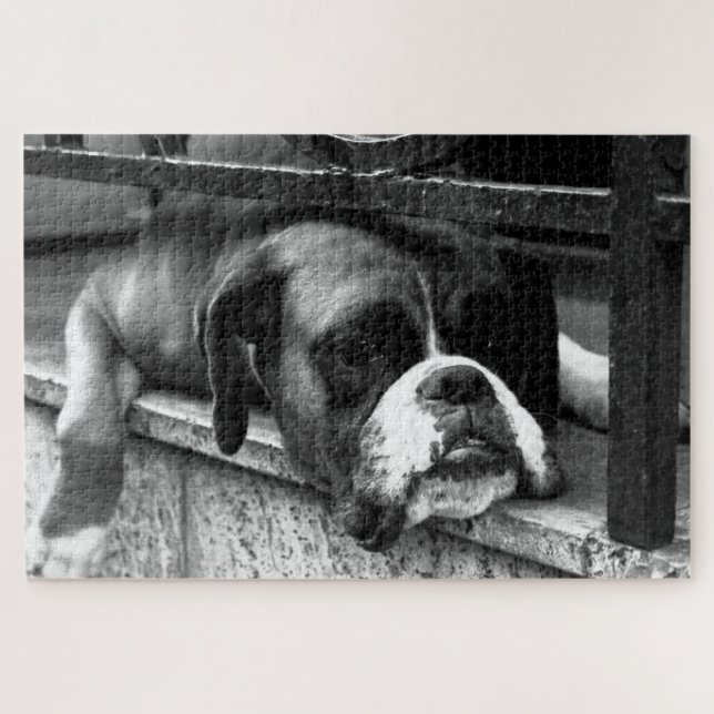 Puzzle Boxer Dog On Windowsill 20x30 1014pc jpcn (Horizontal)