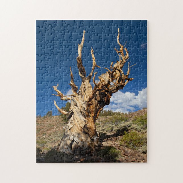 Puzzle Bristlecone antique (Vertical)