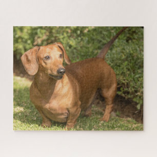 Puzzle Brown Dachshund