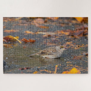 Puzzle Bruant à couronne dorée