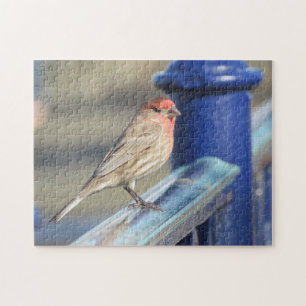 Puzzle - Bruant rouge sur clôture bleue