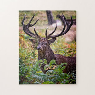 Puzzle Buck in Richmond Park - 11x14 - 252 pièces