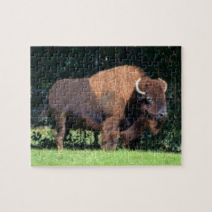 Puzzle Buffalo (Bison) Kansas, Oklahoma, Wyoming
