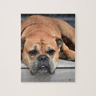 Puzzle Bull Dog