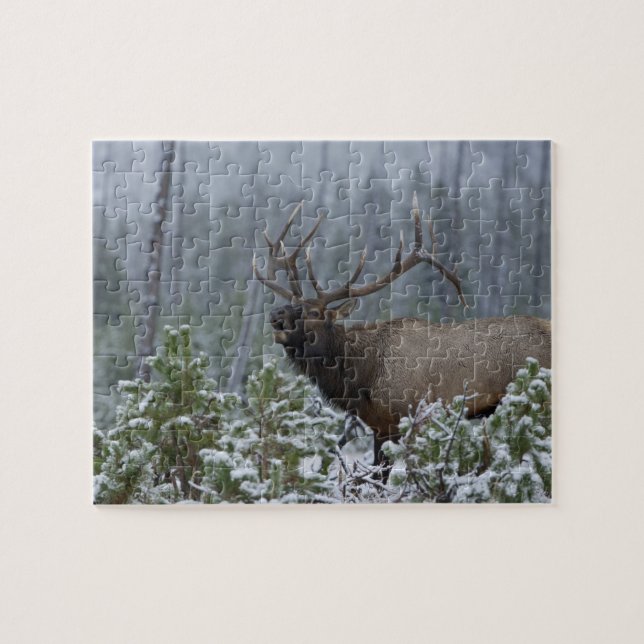Puzzle Bull Elk dans l'appel de neige, bourdonnement, Yel (Horizontal)