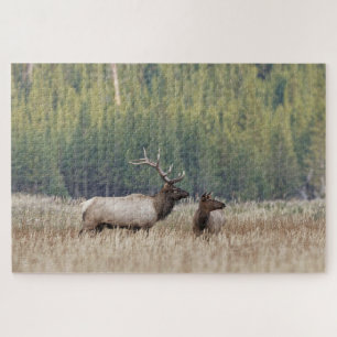 Puzzle Bull Elk dans le pré Parc national de Yellowston