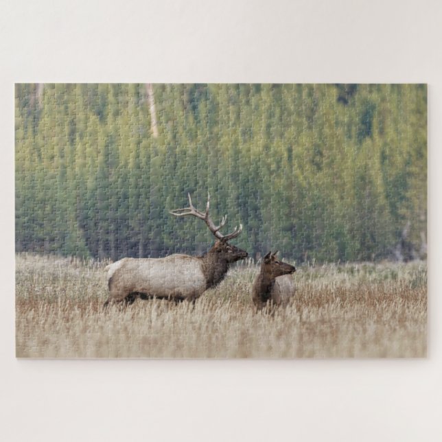Puzzle Bull Elk dans le pré | Parc national de Yellowston (Horizontal)