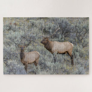 Puzzle Bull Elk Parc national de Yellowstone, Wyoming