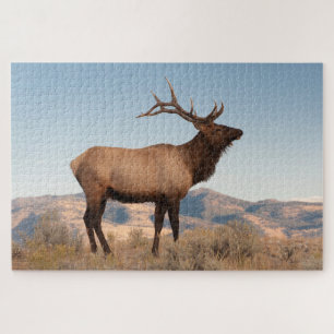 Puzzle Bull Elk près de Mammoth   Wyoming