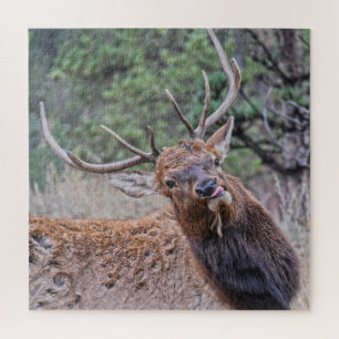 Puzzle Bull Elk Sticking Out Sa Langue