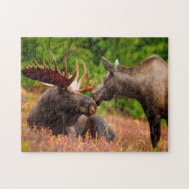 Puzzle Bull et Moose à la vache Alaska. (Horizontal)