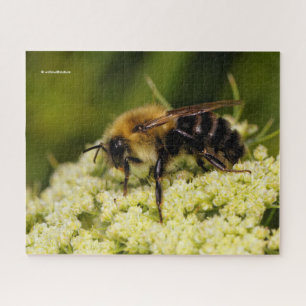 Puzzle Bumblebebe WWN sur la carotte à fleurs