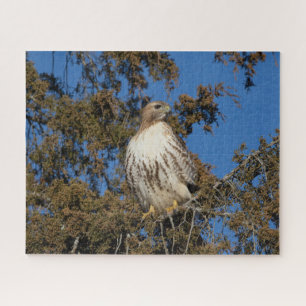 Puzzle Buse à queue rouge en vol