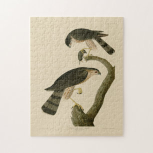 Puzzle Buse à tête blanche des oiseaux d'Amérique d'Audub